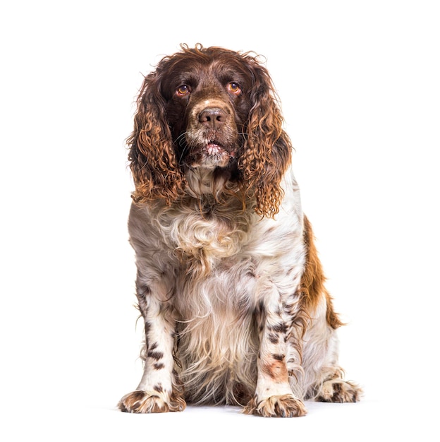 Volwassen springer spaniel zit en kijkt omhoog geïsoleerd op een witte achtergrond