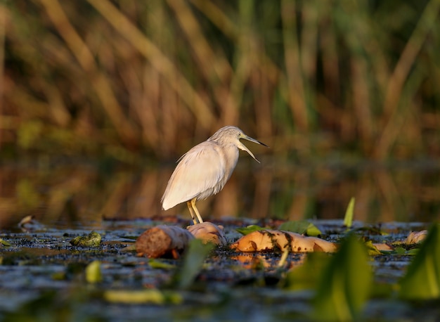 Volwassen squacco reiger (Ardeola ralloides) geschoten in zacht ochtendlicht close-up op een vissenjacht