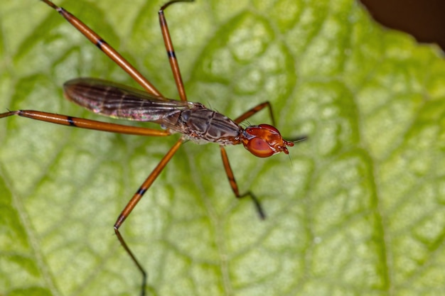 Volwassen Stilt-legged Fly van het geslacht Micropeza