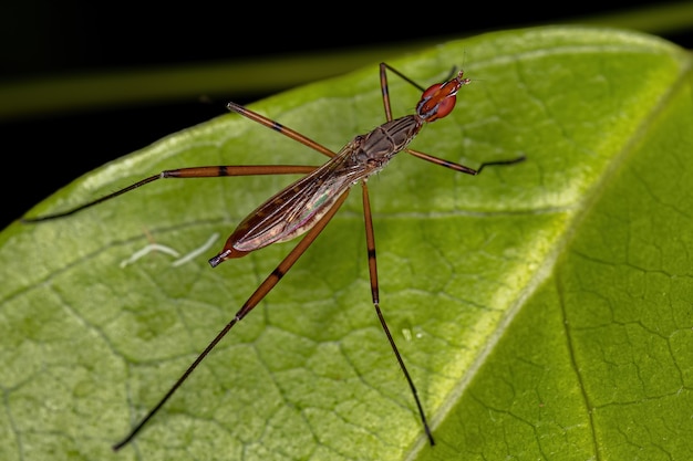 Volwassen Stilt-legged Fly van het geslacht Micropeza