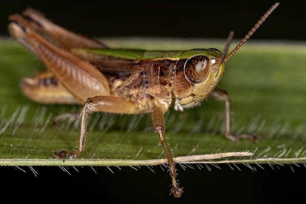 Volwassen Stridulating Slant-faced Grasshopper of the Tribe Orphulellini