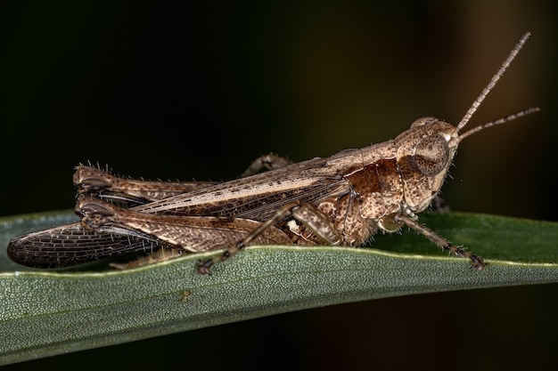 Volwassen Stridulating Slant-faced Grasshopper van het geslacht Orphulella