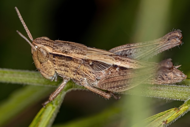 Foto volwassen stridulating slant-faced grasshopper van het geslacht orphulella