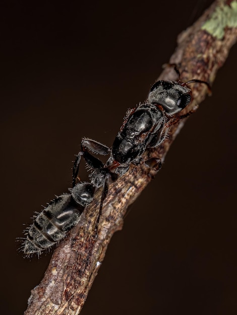 Volwassen takje koningin mier van het geslacht pseudomyrmex
