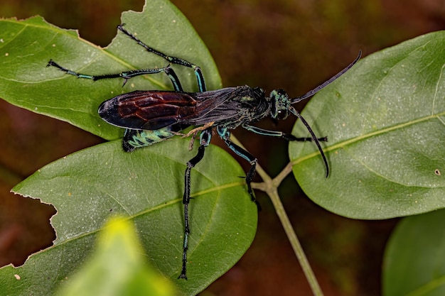 Foto volwassen tarantulahawk-wesp van het geslacht pepsis