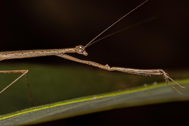 Volwassen Thespid Mantis