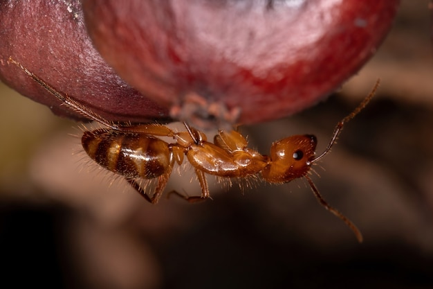 Volwassen timmermansmier van het geslacht Camponotus