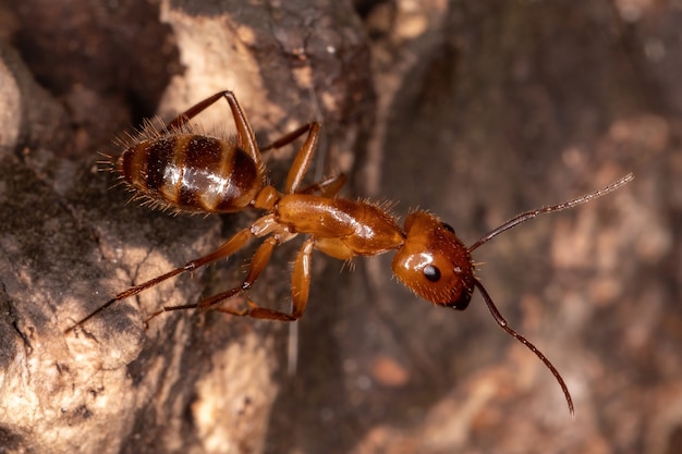 Volwassen timmermansmier van het geslacht Camponotus