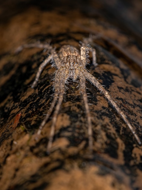 Volwassen Trechaleid-spin van de familie Trechaleidae boven het ondiepe water van een rivier
