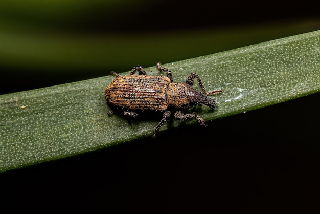 Volwassen True Weevil