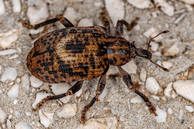 Volwassen True Weevil