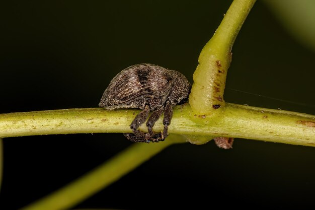 Volwassen True Weevil