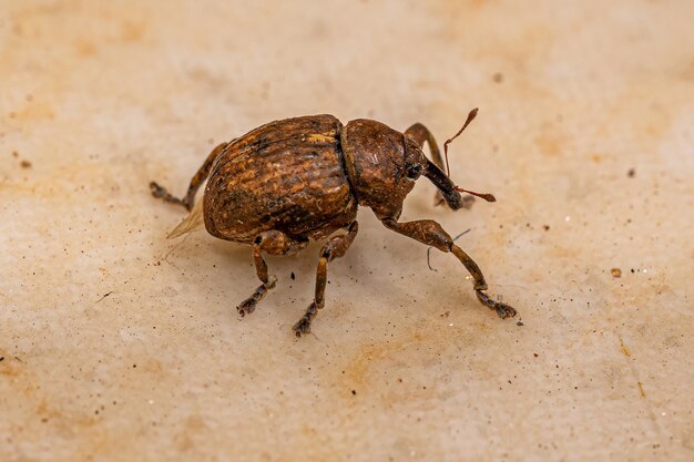 Volwassen True Weevil