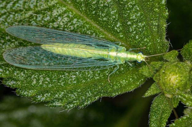 Volwassen typische groene gaasvlieg van de onderfamilie Chrysopinae