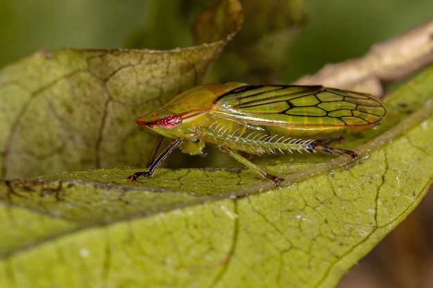 Volwassen typische Leafhopper van de stam Gyponini