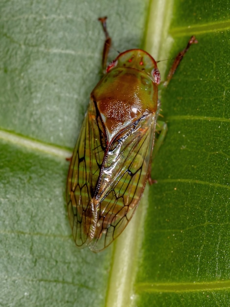 Volwassen typische Leafhopper van de stam Gyponini