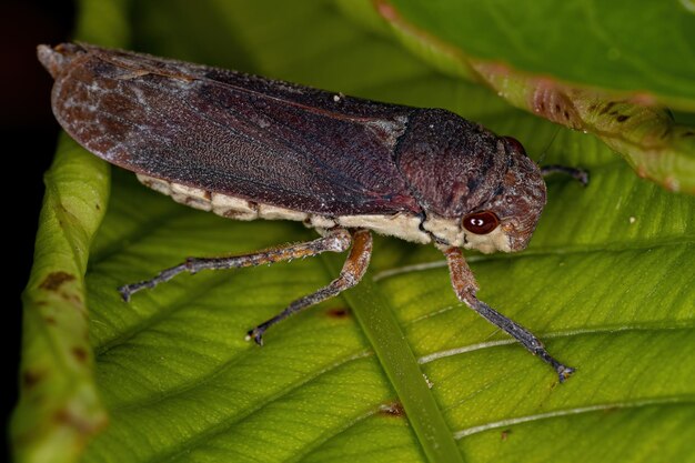 Volwassen typische Leafhopper van de stam Proconiini