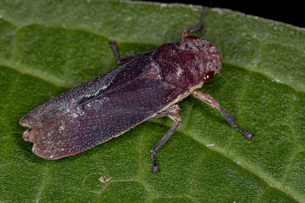 Volwassen typische Leafhopper van de stam Proconiini