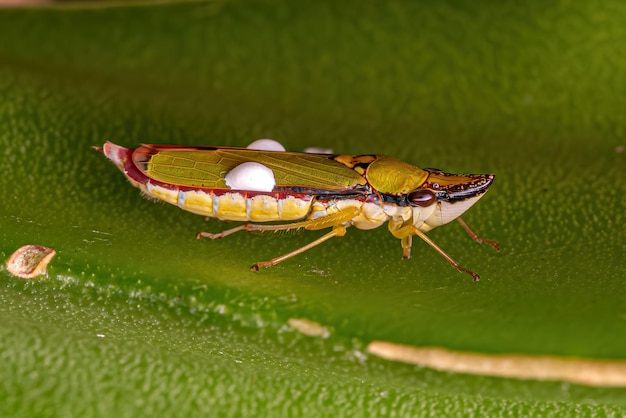 Volwassen typische Leafhopper