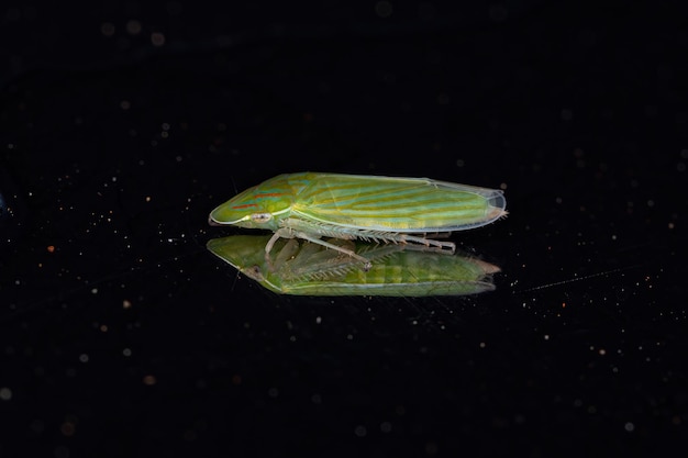 Volwassen typische sprinkhaan van het geslacht Spangbergiella