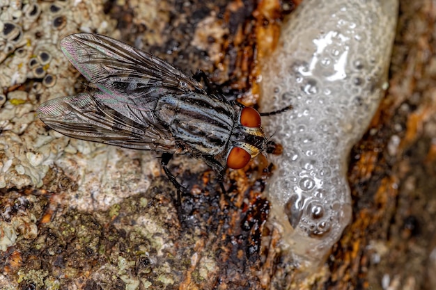 Volwassen vleesvlieg van de familie Sarcophagidae