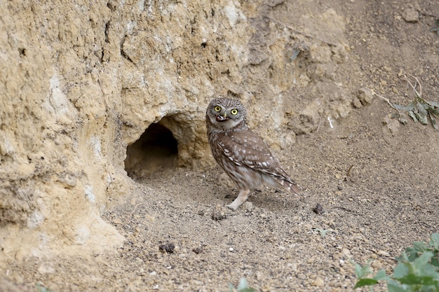 Volwassen vogels en kleine uilkuikens Athene noctua zijn van dichtbij dichtbij