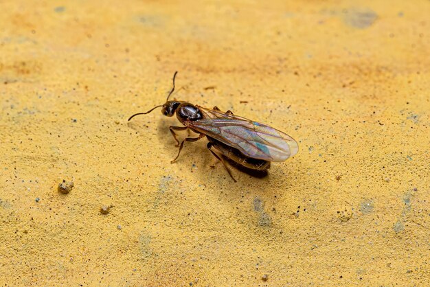 Volwassen Vrouw Kleine Volwassen Rover Queen Ant