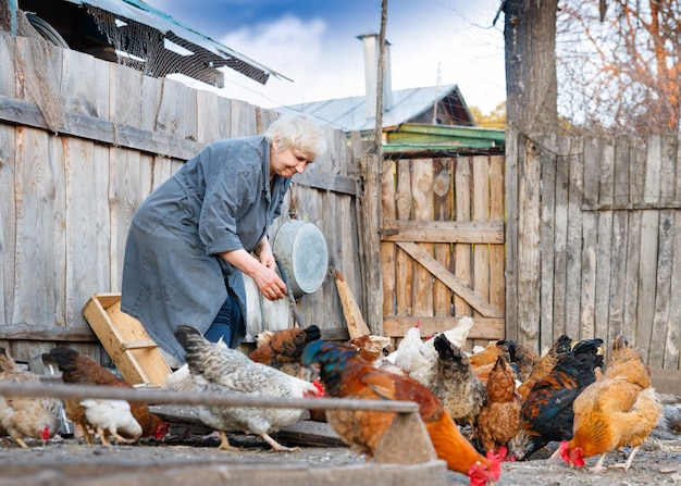 Volwassen vrouw zorgt voor het pluimvee op de boerderij