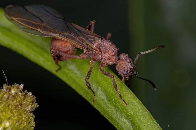 Volwassen vrouwelijke Acromyrmex Leaf-cutter Queen Ant van het geslacht Acromyrmex