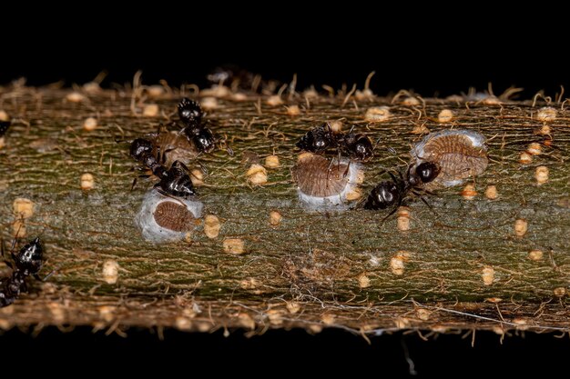 Volwassen vrouwelijke cocktailmieren met kleine wolluisinsecten