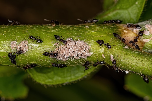 Volwassen vrouwelijke gevleugelde cocktailmieren met kleine wolluisinsecten