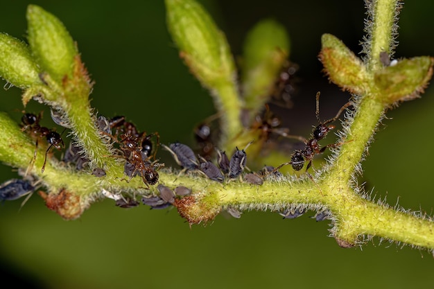 Volwassen vrouwelijke groothoofdige mieren van het geslacht Pheidole met kleine bladluizen Insecten van de familie Aphididae