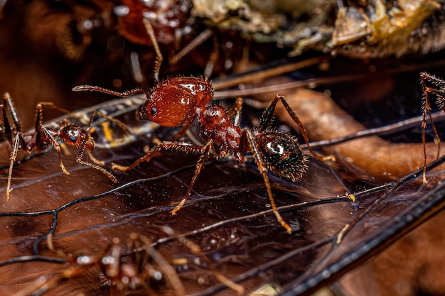 Volwassen vrouwelijke groothoofdige mieren