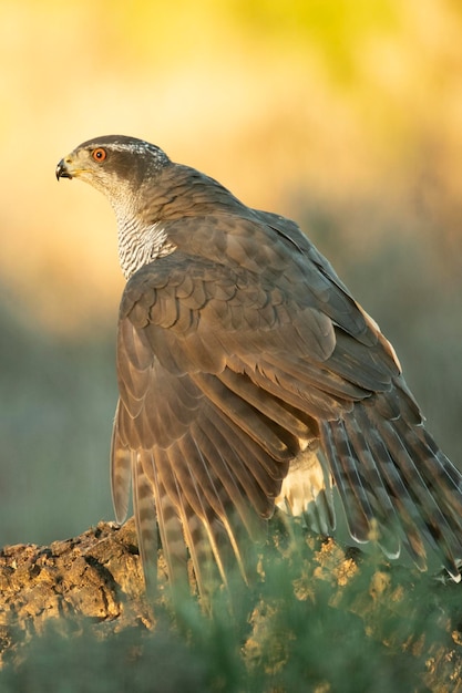 Volwassen vrouwelijke havik beschermt zijn prooi in een mediterraan bos met de laatste lichten