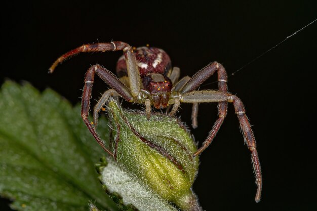 Volwassen vrouwelijke krabspin van de familie Thomisidae