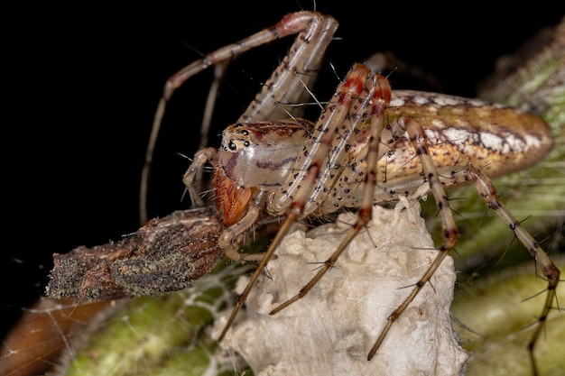 Volwassen vrouwelijke Lynx-spin van de soort Peucetia flava