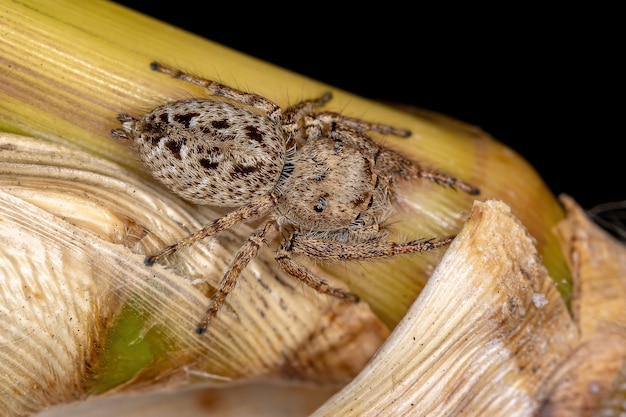 Foto volwassen vrouwelijke springspin van de substam dendryphantina