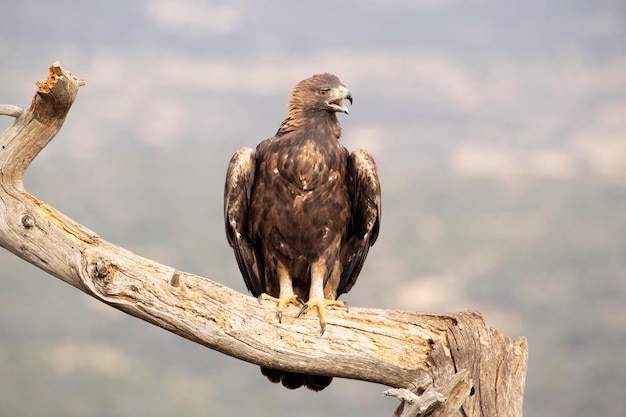 Volwassen vrouwelijke steenarend in een bergachtig mediterraan gebied met het eerste ochtendgloren in de herfst