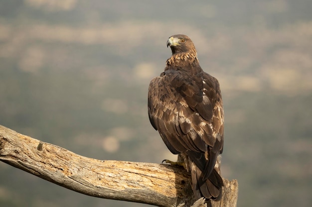 Volwassen vrouwelijke steenarend in een bergachtig mediterraan gebied met het eerste ochtendgloren in de herfst