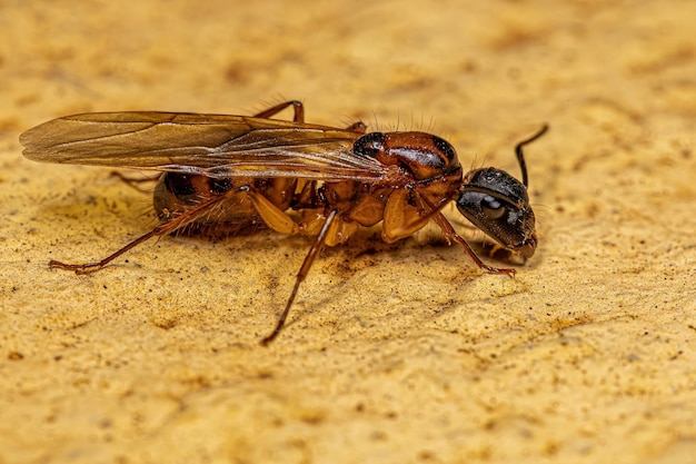 Volwassen vrouwelijke timmerman koningin Ant