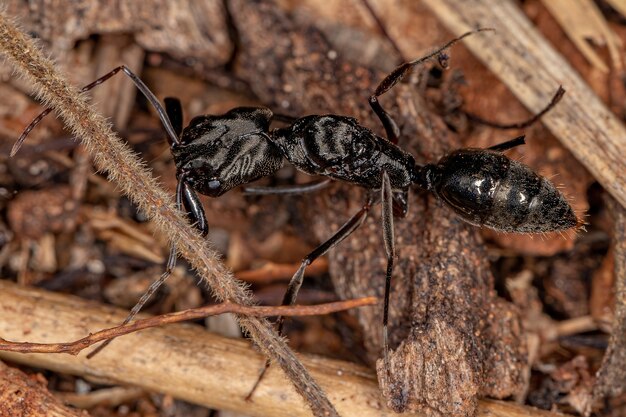 Volwassen vrouwelijke valkaakkoningin mier van het geslacht Odontomachus