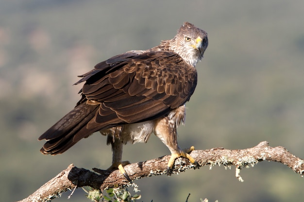 Volwassen vrouwtje van Bonelli's adelaar, roofvogels, vogels