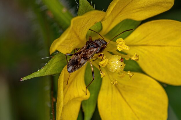 Volwassen vuilkleurige Seed Bug Tribe Myodochini op een bloem