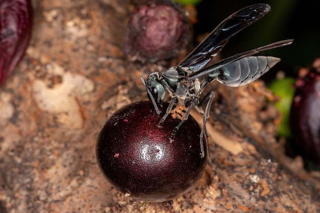 Volwassen Warrior Wasp van het geslacht Synoeca