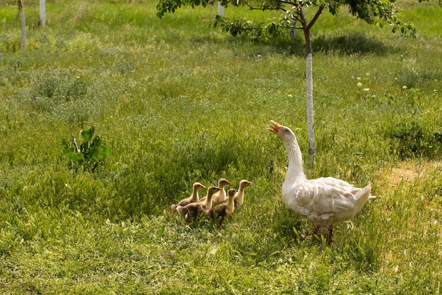 Volwassen witte gans met gansjes buiten op een groene weide