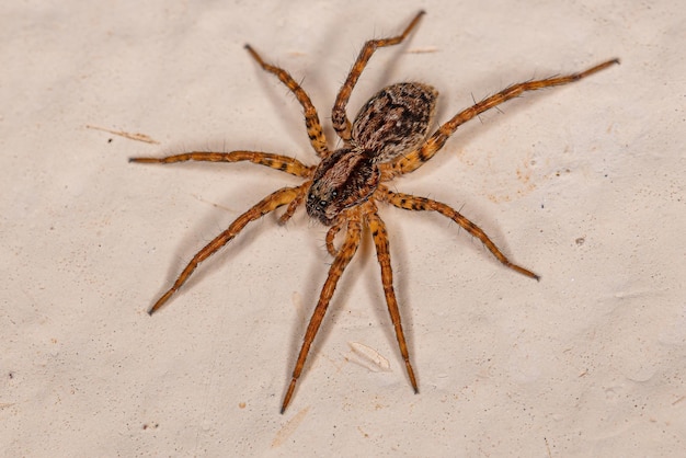 Volwassen wolfspin van de familie Lycosidae