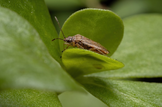 Volwassen zaadwants van de onderfamilie Orsillinae op een gewone posteleinplant van de soort Portulaca oleracea