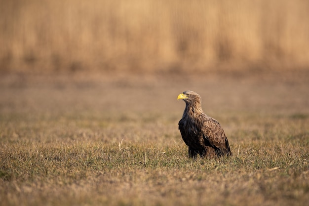 Volwassen zeearend zittend op de grond bij zonsopgang