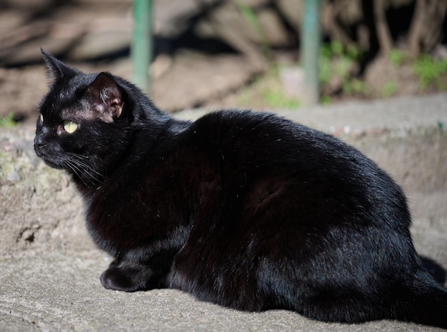 Volwassen zwarte kat rust in de natuur