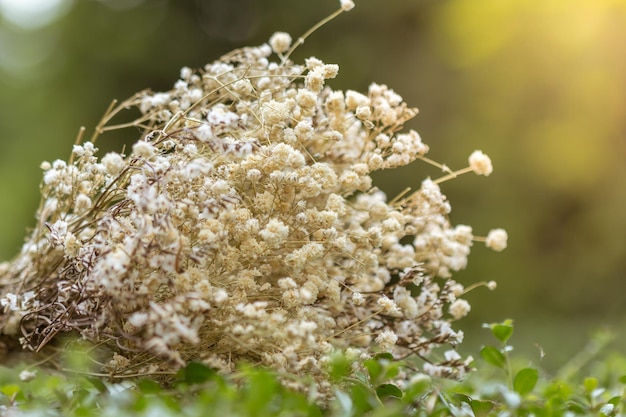 Foto voor het achtergrondbeeld worden droge bloemen gebruikt